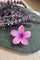 Hulu Claw Small | Purple | Hårspænde fra By Timm