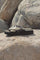 Sandals Tulip1060 | Sandaler fra Ilse Jacobsen