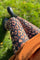 Robyn Printed Legging | Golden Animal | Leggings fra Black Colour